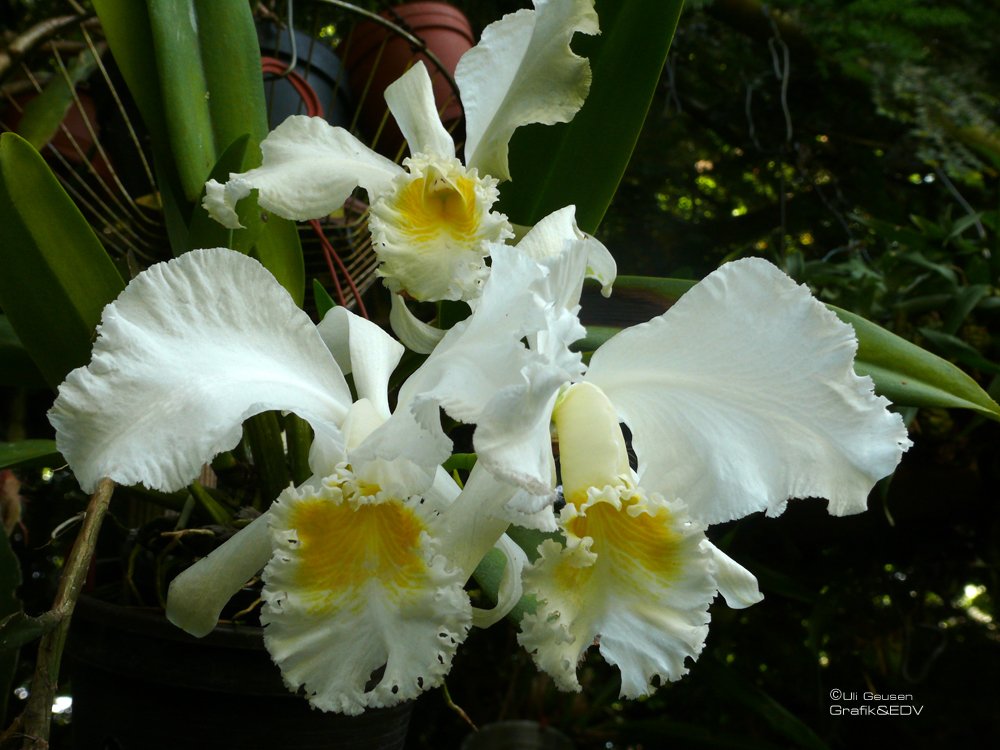 Cattleya mossiae var.Wagneri