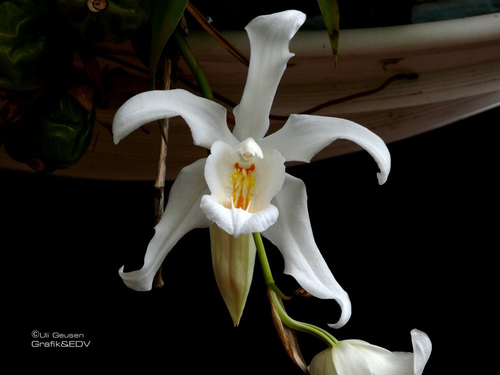 Coelogyne cristata