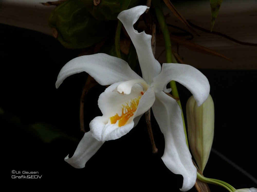 Coelogyne cristata