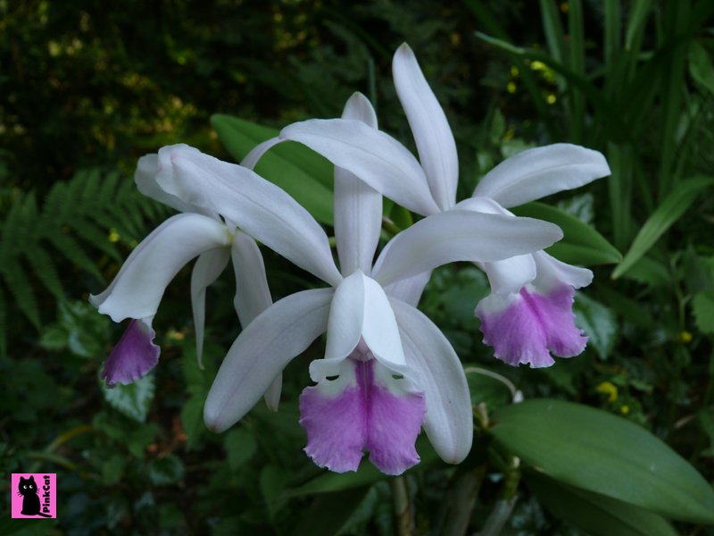 tP1000626Cattleyaintermedia.jpg