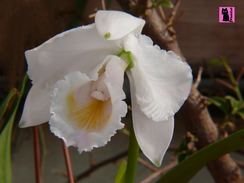 P1050980Cattleyaquadricolor.jpg