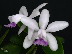 Cattleya intermedia coerulea