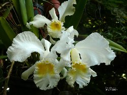 Cattleya mossiae var. Wagneri