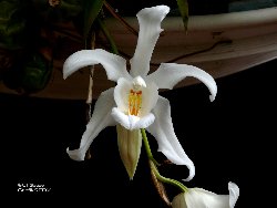 Coelogyne cristata