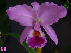 C.jenmanii