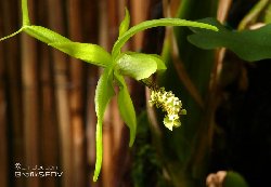 Coelogyne verrucosa