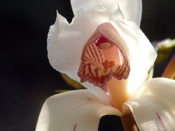 Cymbidium erythrostylum