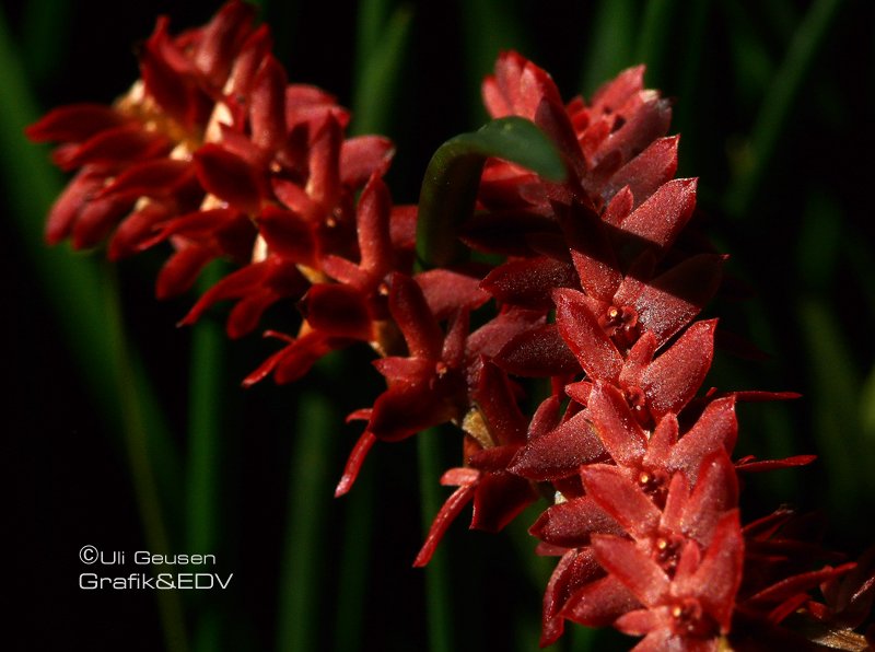 Dendrochilum wentzelii