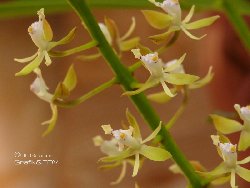 Epidendrum cylindrostachys