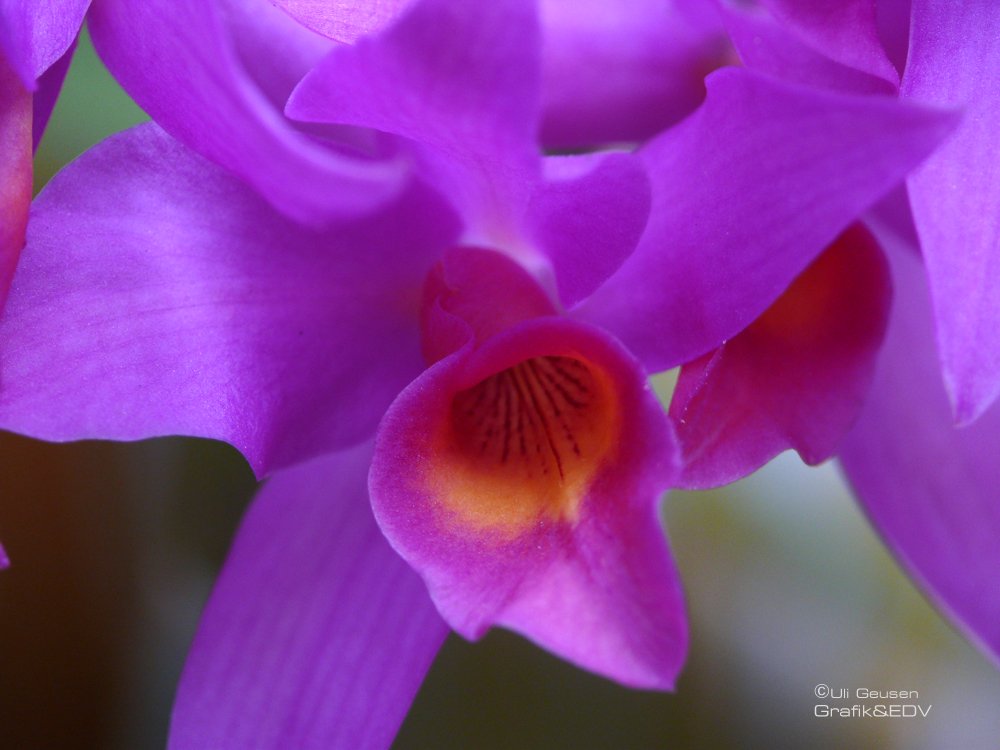 Guarianthe Guatemalensis