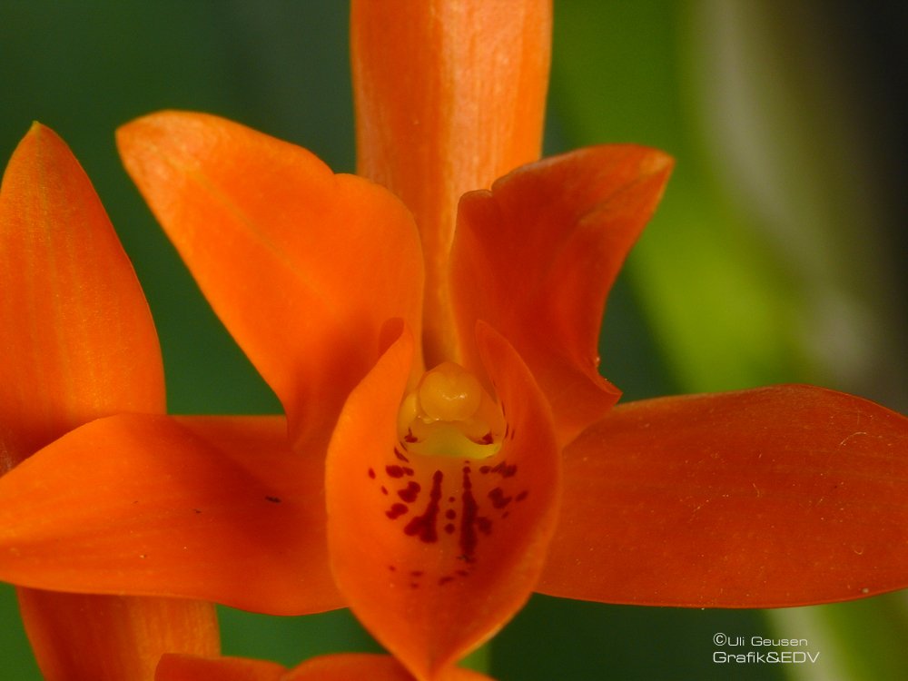 Guarianthe Guatemalensis