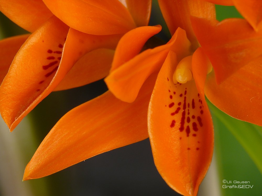 Guarianthe aurantiaca