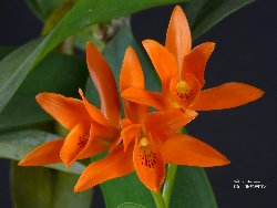 Guarianthe aurantiaca