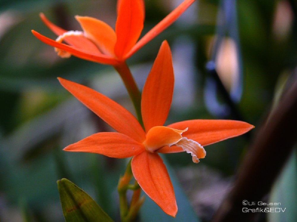 Laelia harpophylla