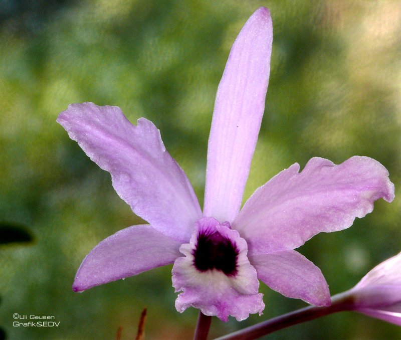 Laelia rubescens