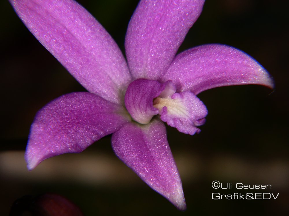 Laelia kettiana