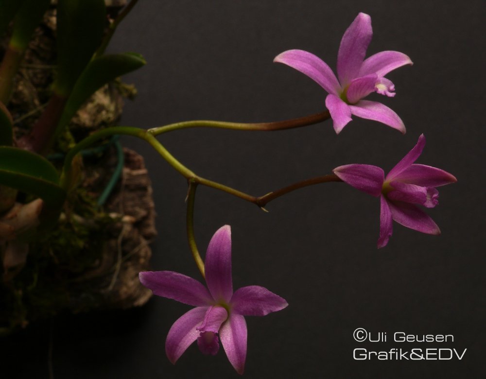 Laelia kettiana