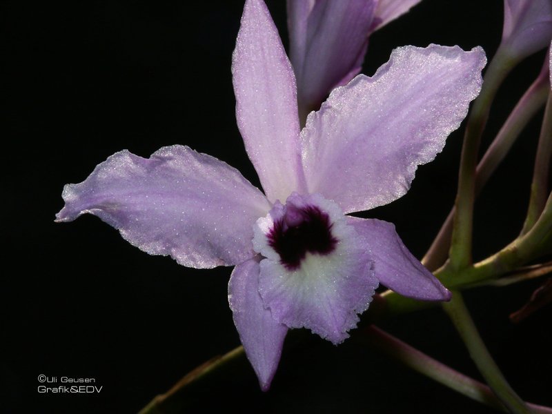 Laelia rubescens