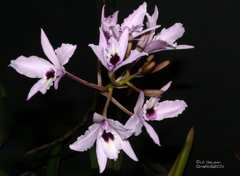 Laelia rubescens