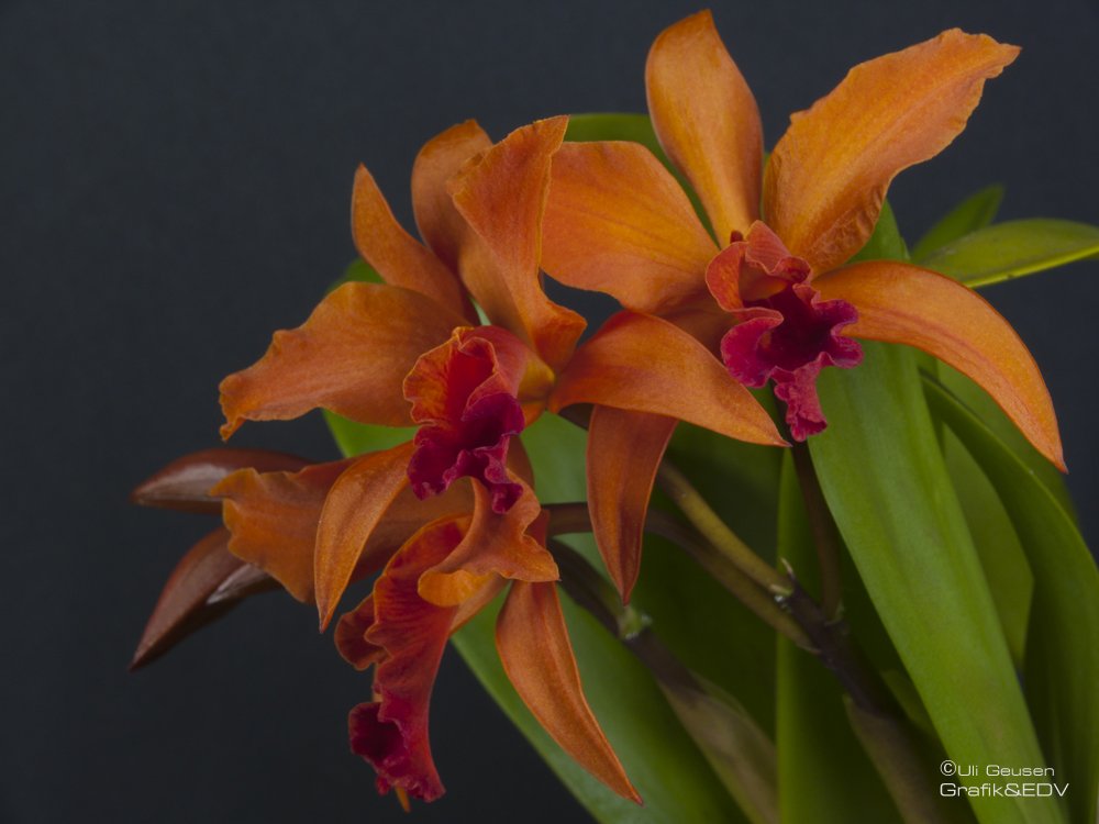 Laeliocattleya Firedance