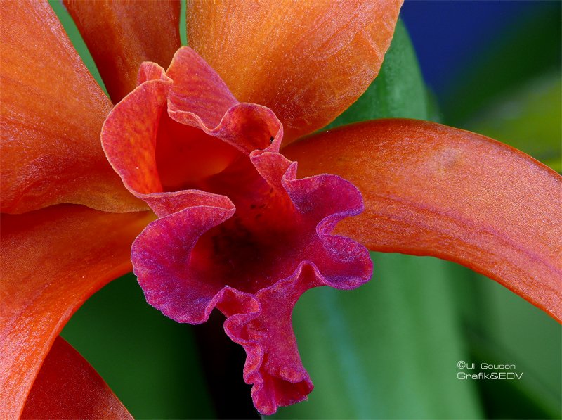 Laeliocattleya Firedance