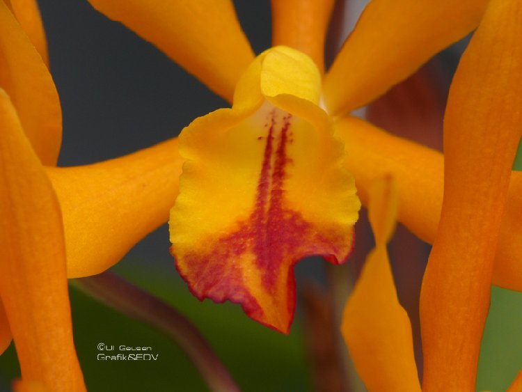 Cattleya Hybride