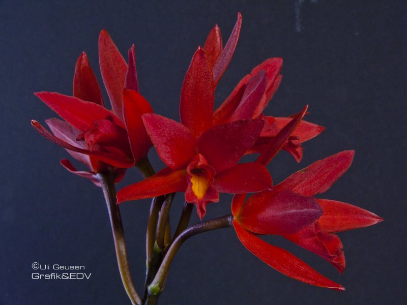 Laeliocattleya Rojo