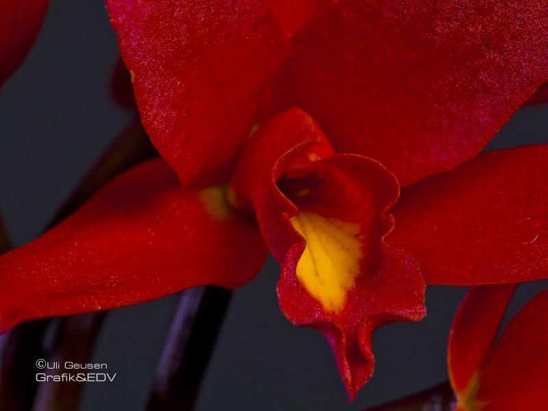 Laeliocattleya Rojo