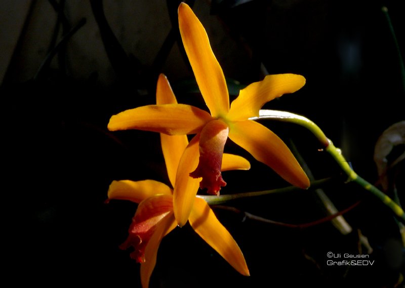 Laeliocattleya Sinola