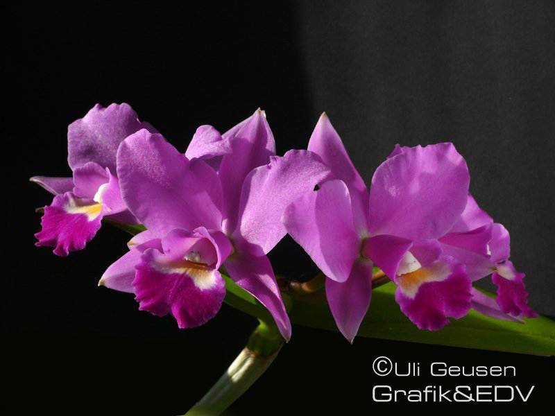 Laeliocattleya Secret Love