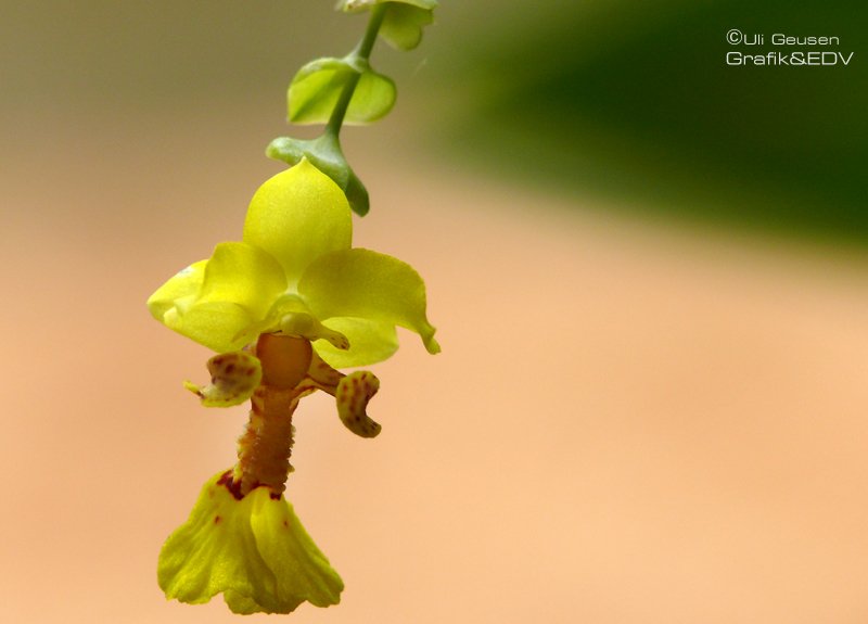 Lockhartia oerstedii