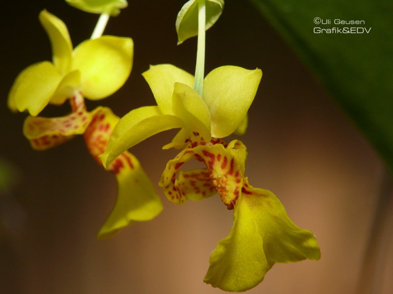 Lockhartia oerstedii