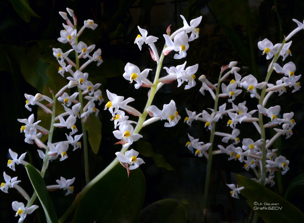 Ludisia discolor