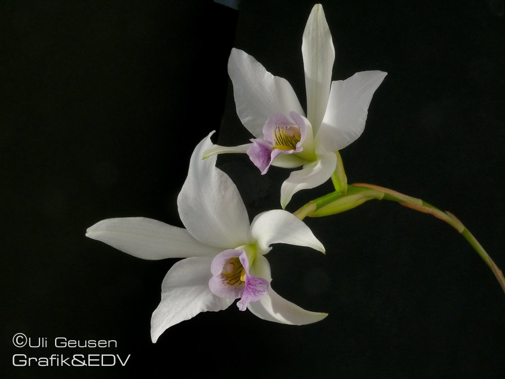 Laelia anceps var. veitchiana