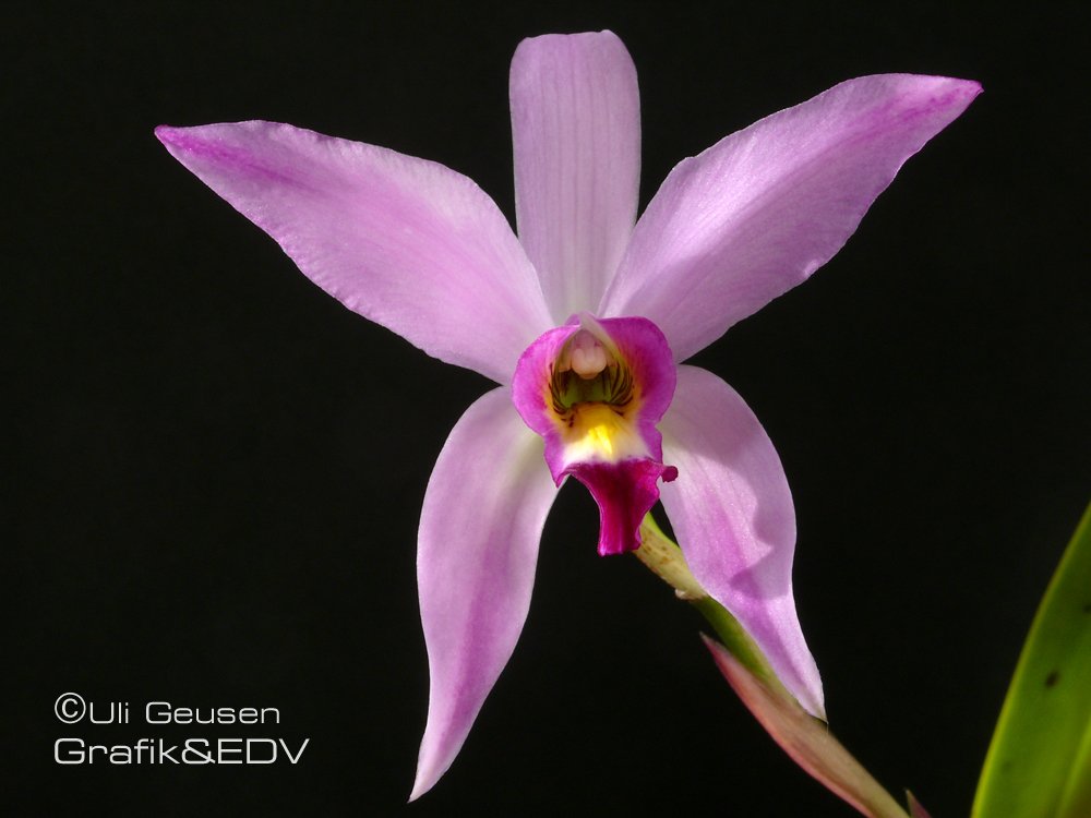 Laelia anceps