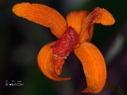 Laelia sanguiloba