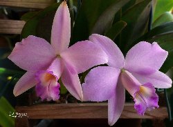 Laelia alaorii x praestans