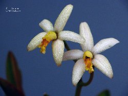 Laelia fournieri