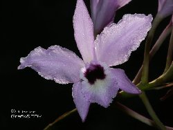 Laelia rubescens