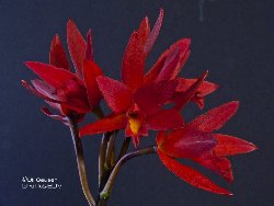 Laeliocattleya Rojo