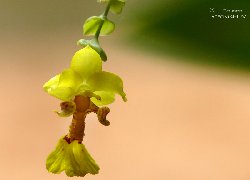 Lockhartia oerstedii