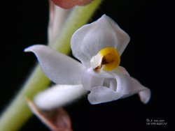 Ludisia discolor