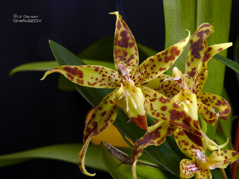 Odontoglossum praestans