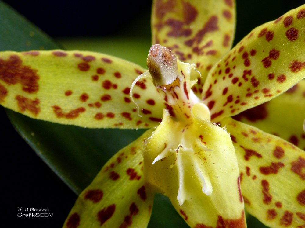 Odontoglossum praestans