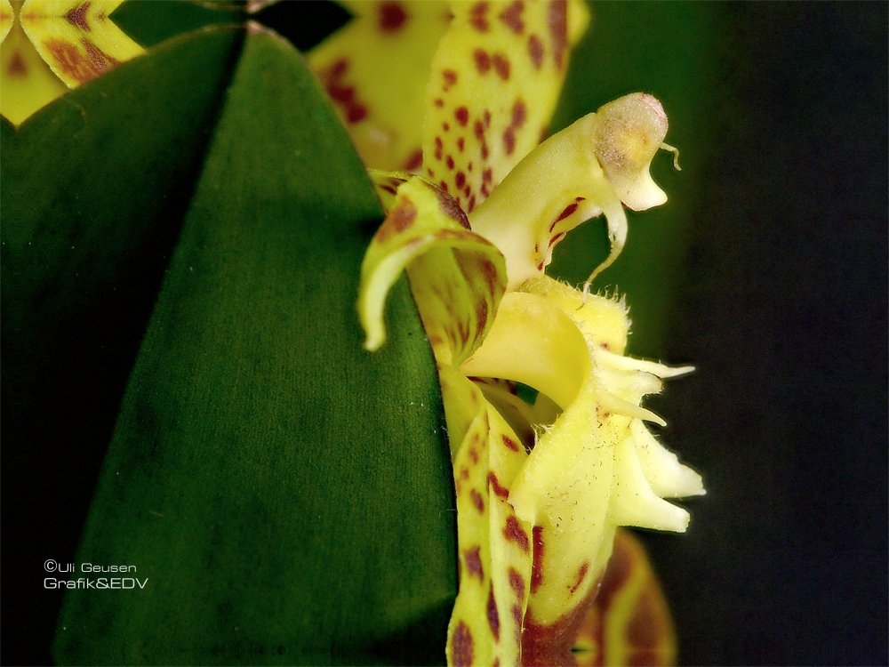 Odontoglossum praestans