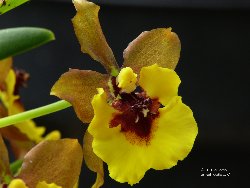 Oncidium eurycline