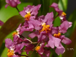 Oncidium ornithorhynchum