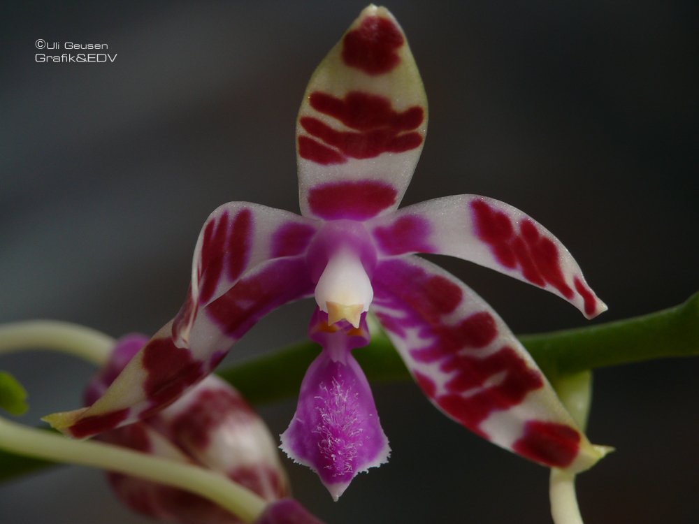 Phalaenopsis mariae