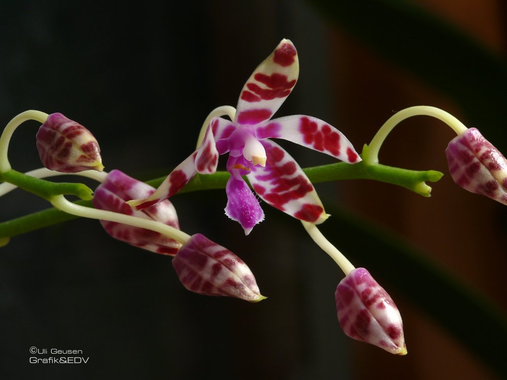 Phalaenopsis mariae