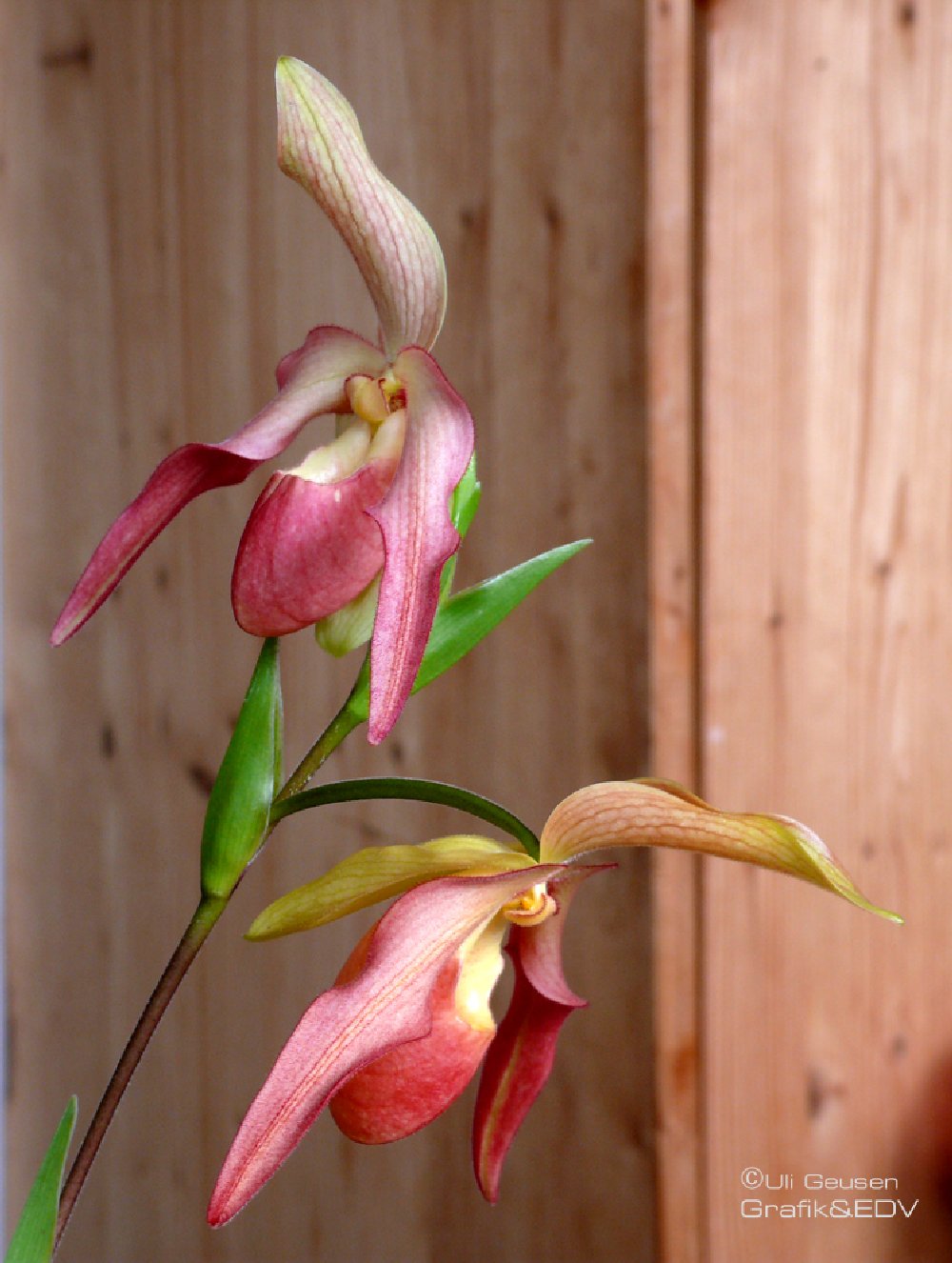 Phragmipedium Eric Young